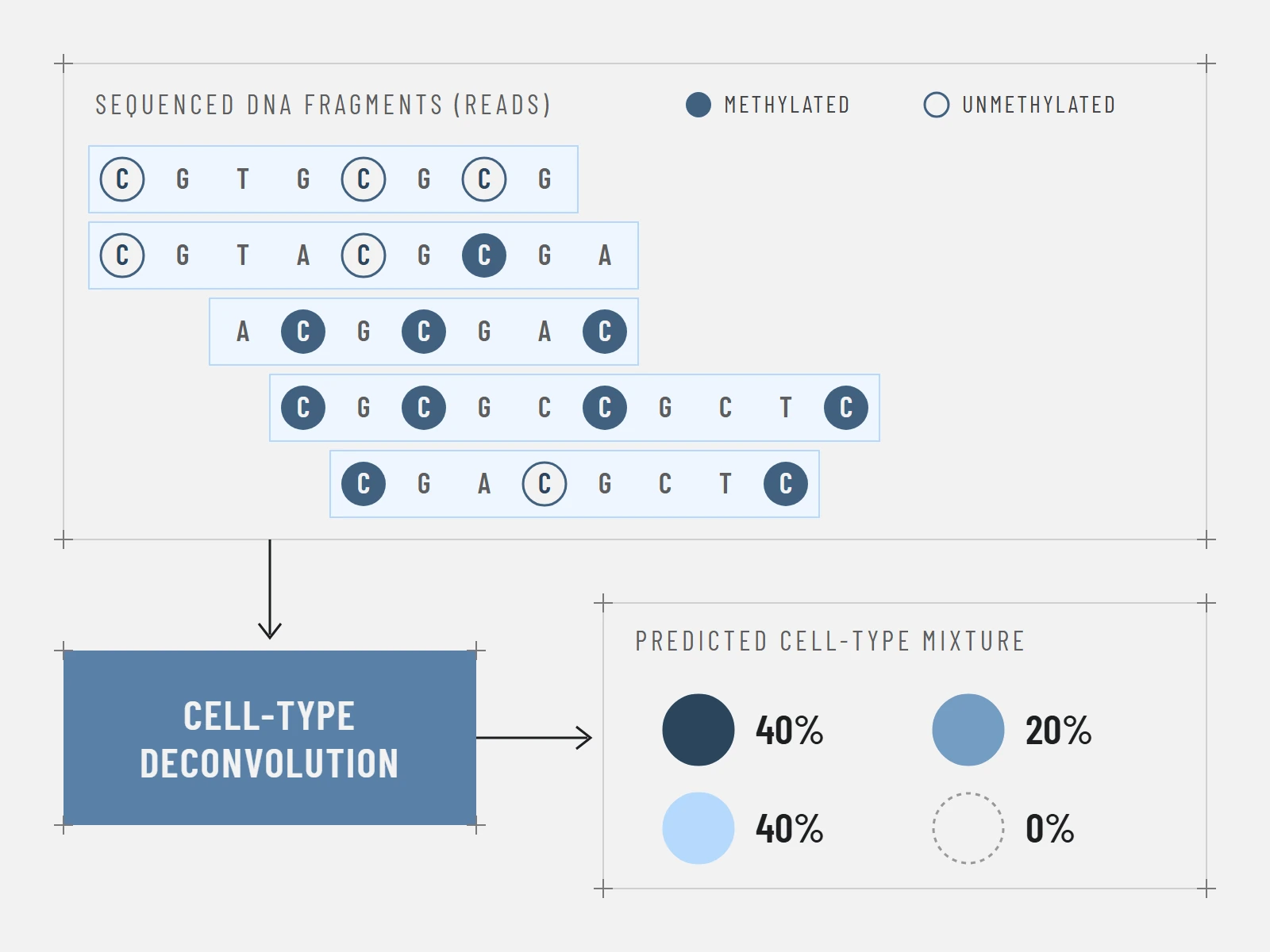 Sequenced DNA reads with methylated and unmethylated CpGs go into cell-type deconvolution, which predicts the cell-type mixture.